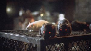 Rats -4